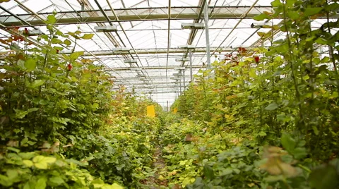 Plantation of roses Stock Footage 62540146