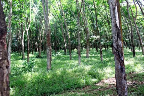 Plantation of rubber tree. Foto stock
