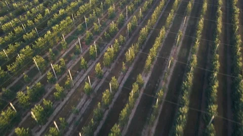 Plantation of selective apple trees Video stock 247930115