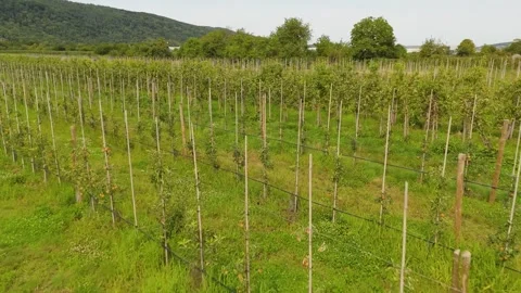 Plantation with small apple trees, red ripe healthy fruits, field of apples Stock Footage 314565462