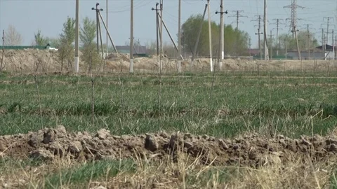 A plantation with small bare trees Stock Footage 106224175