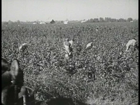 The plantation system in the South is a slightly modified version of the oldƒ Stock Footage 75280927