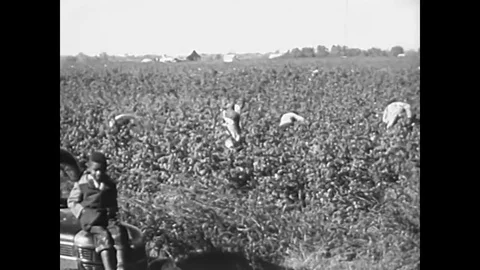 The plantation system in the South is a slightly modified version of the old Stock Footage 83139693