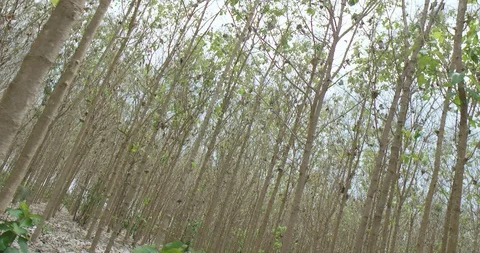 Plantation of teaks Stock Footage 125081679