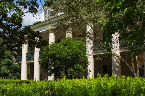 Plantation Through the Trees Stock Photos
