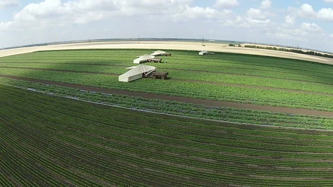 Plantation of tomato Stock Footage 105509319