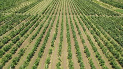 Plantation of trees planted in many rows. Green seedlings. Agriculture. View Stock Footage 285537583