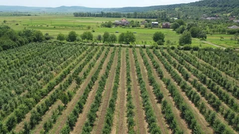Plantation of trees planted in many rows. Green seedlings. Agriculture. View Stock Footage 285538159