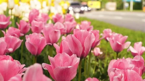 Plantation of tulips on the busy avenue Stock Footage