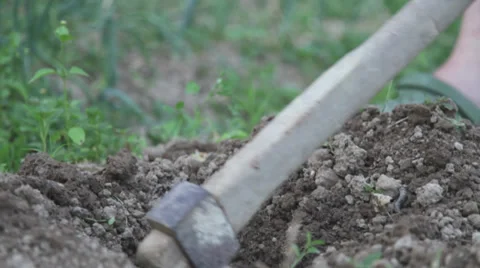 Plantation of vegetables Stock Footage 34151530