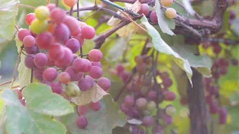 Plantation of the vineyard Video stock 141428633