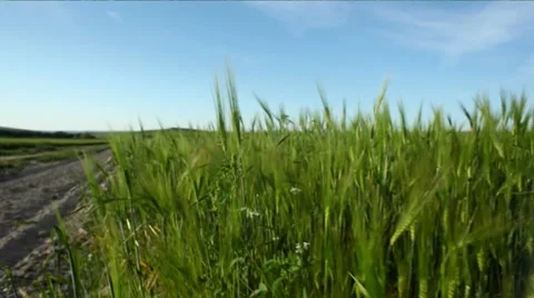 Plantation Wheat Video stock 51805363