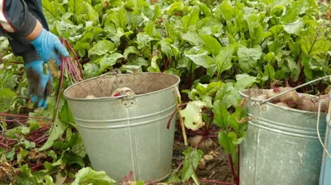 Plantation workers Stock-Footage 22278990