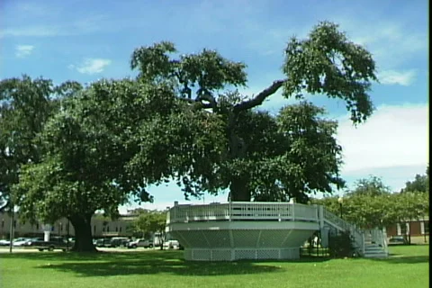 Plantation-ws Video stock 819575