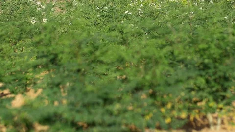 Plantation with young Moringa trees Stockbeeldmateriaal 111306484