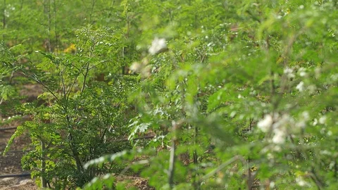 Plantation with young Moringa trees Stockbeeldmateriaal 111360137