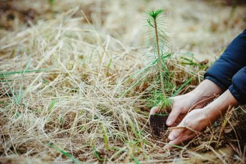 Plantation of young trees for forest regeneration after intervention by natural 스톡 사진