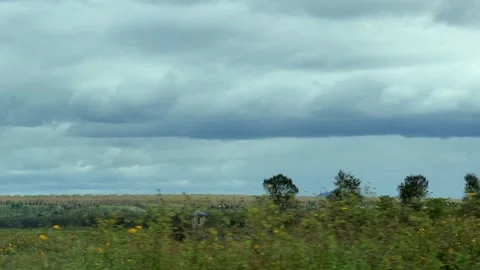 Plantations and open fields slide across the horizon, filmed from a moving car Stock Footage 325077793