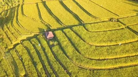 Plantations and rice fields Vídeos de archivo 212172463