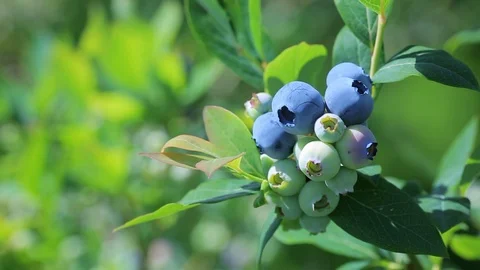 Plantations of blueberries. Stock Footage 91521464