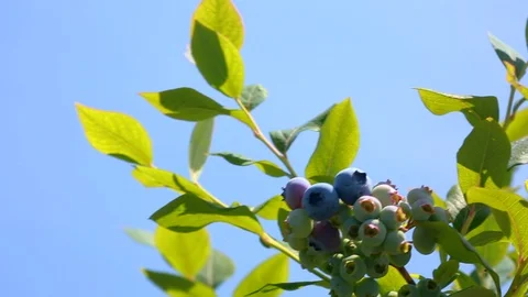Plantations of blueberries. Stock Footage 91521541