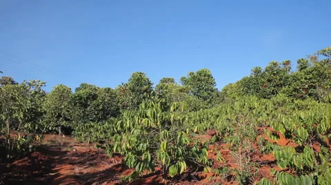 Plantations of coffee trees Stock Footage 47797758