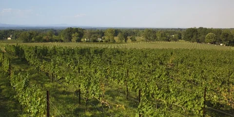 Plantations of grape vines in the vineyard Stock Footage 103821702