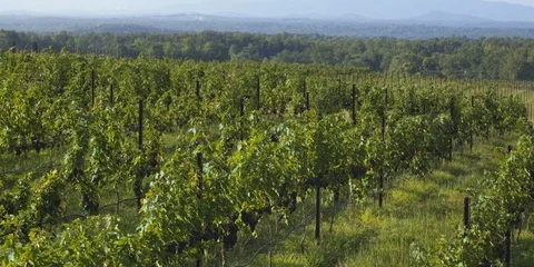 Plantations of grape vines in the vineyard Stock Footage 103821741