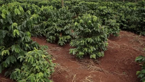 Plantations of ripe coffee Video stock 137647800