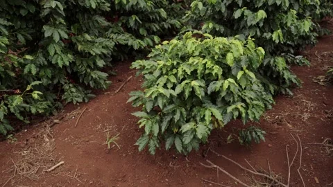Plantations of ripe coffee Video stock 137647845