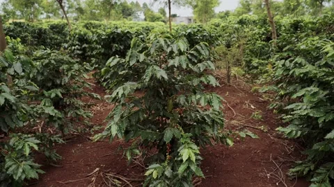 Plantations of ripe coffee Video stock 137647934