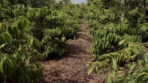 Plantations of ripe coffee Stock Footage 137647966