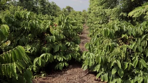 Plantations of ripe coffee Stock Footage 137647980