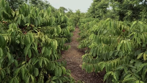 Plantations of ripe coffee Video stock 137648067