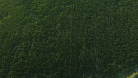 Plantations from the sky Stock Footage 158548719