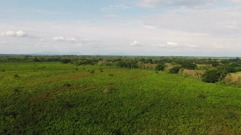 Plantations view Stock Footage 124717269