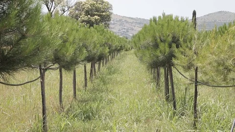 Plantations of a young pine tree Stock Footage 73461558