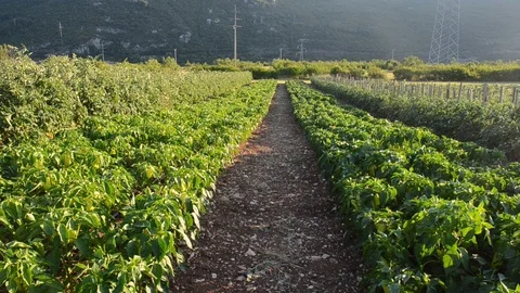 Plantations of young tomato and peppers plants growing on irrigated field. Stock Footage 111529292