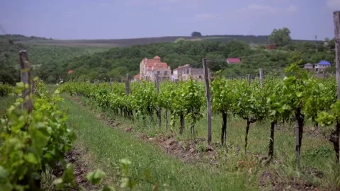 Plantations of young vineyards move in the wind on a cloudy spring day Stock Footage 302284952
