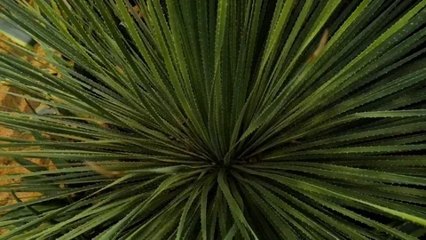 Plante 1 Bis Stock Footage 107923428