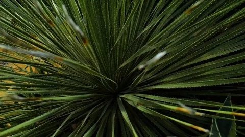 Plante 1 Stock Footage 107923839