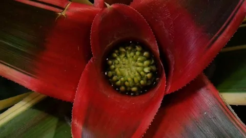 Plante 2 Stock Footage 107923910