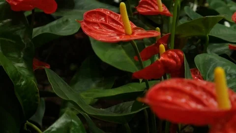 Plante 4 Stock Footage 107924086