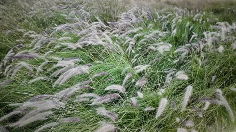 PLANTE Stock Footage 325174431