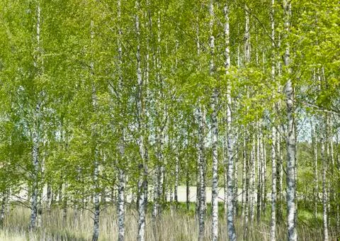 Planted birch forest Fotos de archivo