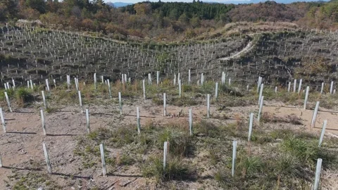 Planted Cedar Forest Covering Mountain Slopes – Scenic Drone View Vídeos de archivo 336960195