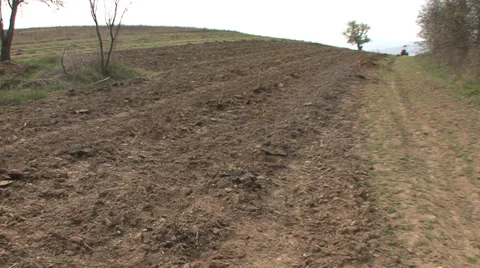 Planted currants Stock Footage 38295990