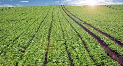 Planted field Stock Photos