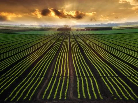 Planted field Stock Photos