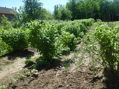 Planted field Stock Photos